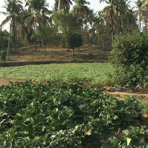 Why informed buyers are moving toward land ownership in Coastal Karnataka
