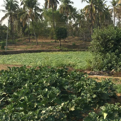 Why informed buyers are moving toward land ownership in Coastal Karnataka